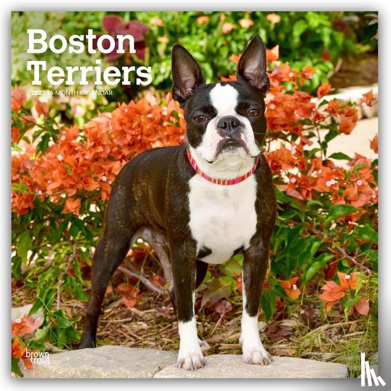 Browntrout - Boston Terriers 2027 12 X 24 Inch (Hanging) Monthly Square Wall Calendar Plastic-Free