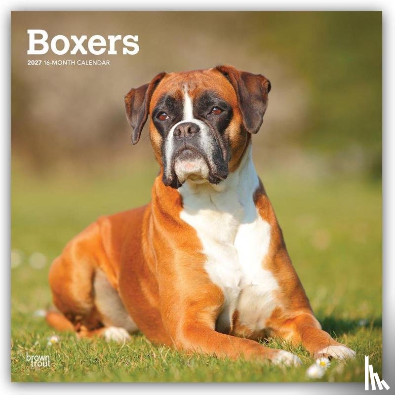 BrownTrout - Boxers International Edition | 2027 12 x 24 Inch (Hanging) Monthly Square Wall Calendar | Plastic-Free | BrownTrout | Animals Dog Breeds