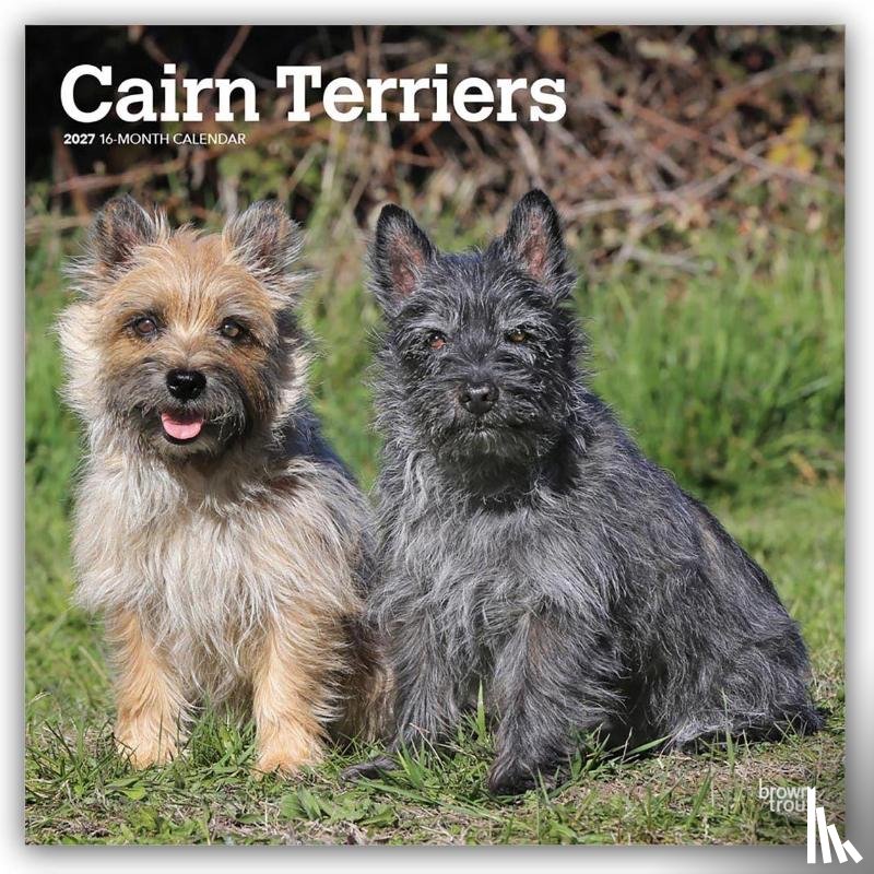 BrownTrout - Cairn Terriers | 2027 12 x 24 Inch (Hanging) Monthly Square Wall Calendar | Plastic-Free | BrownTrout | Animals Dog Breeds