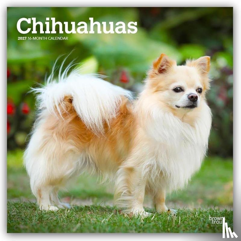 BrownTrout - Chihuahuas | 2027 12 x 24 Inch (Hanging) Monthly Square Wall Calendar | Plastic-Free | BrownTrout | Animals Small Dog Breeds Puppies
