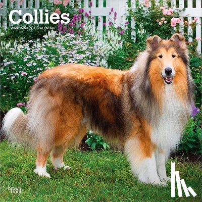 Browntrout - Collies 2027 12 X 24 Inch (Hanging) Monthly Square Wall Calendar Plastic-Free