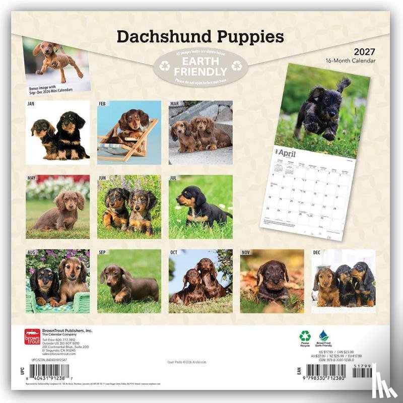 Browntrout - Dachshund Puppies 2027 12 X 24 Inch (Hanging) Monthly Square Wall Calendar Plastic-Free