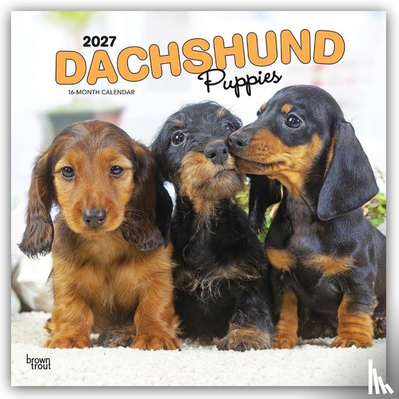Browntrout - Dachshund Puppies 2027 12 X 24 Inch (Hanging) Monthly Square Wall Calendar Plastic-Free