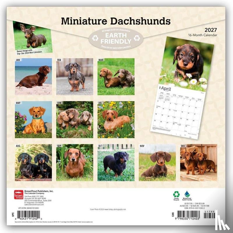 Browntrout - Miniature Dachshunds 2027 12 X 24 Inch (Hanging) Monthly Square Wall Calendar Plastic-Free