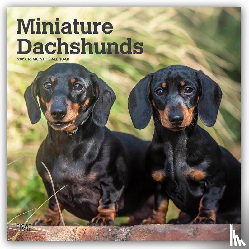 Browntrout - Miniature Dachshunds 2027 12 X 24 Inch (Hanging) Monthly Square Wall Calendar Plastic-Free