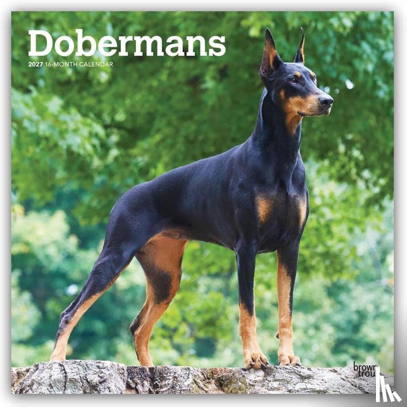 Browntrout - Dobermans 2027 12 X 24 Inch (Hanging) Monthly Square Wall Calendar Plastic-Free