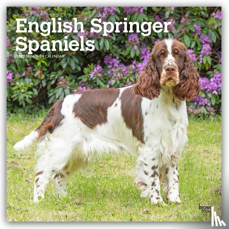 BrownTrout - English Springer Spaniels | 2027 12 x 24 Inch (Hanging) Monthly Square Wall Calendar | Plastic-Free | BrownTrout | Animals Dog Breeds