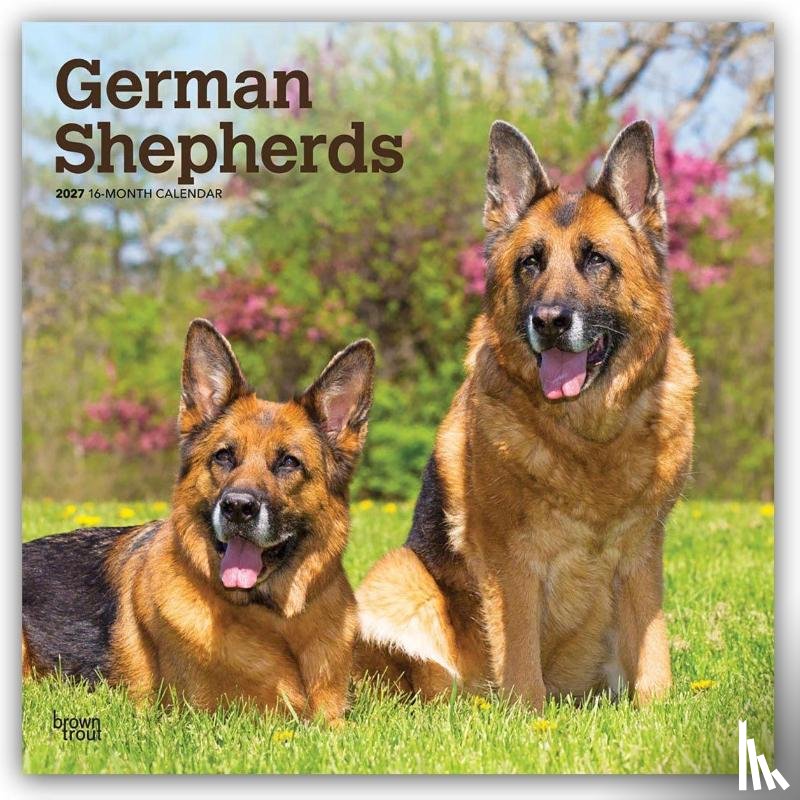 Browntrout - German Shepherds 2027 12 X 24 Inch (Hanging) Monthly Square Wall Calendar Plastic-Free