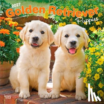 Browntrout - Golden Retriever Puppies 2027 12 X 24 Inch (Hanging) Monthly Square Wall Calendar Plastic-Free