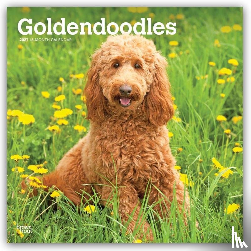 Browntrout - Goldendoodles 2027 12 X 24 Inch (Hanging) Monthly Square Wall Calendar Plastic-Free