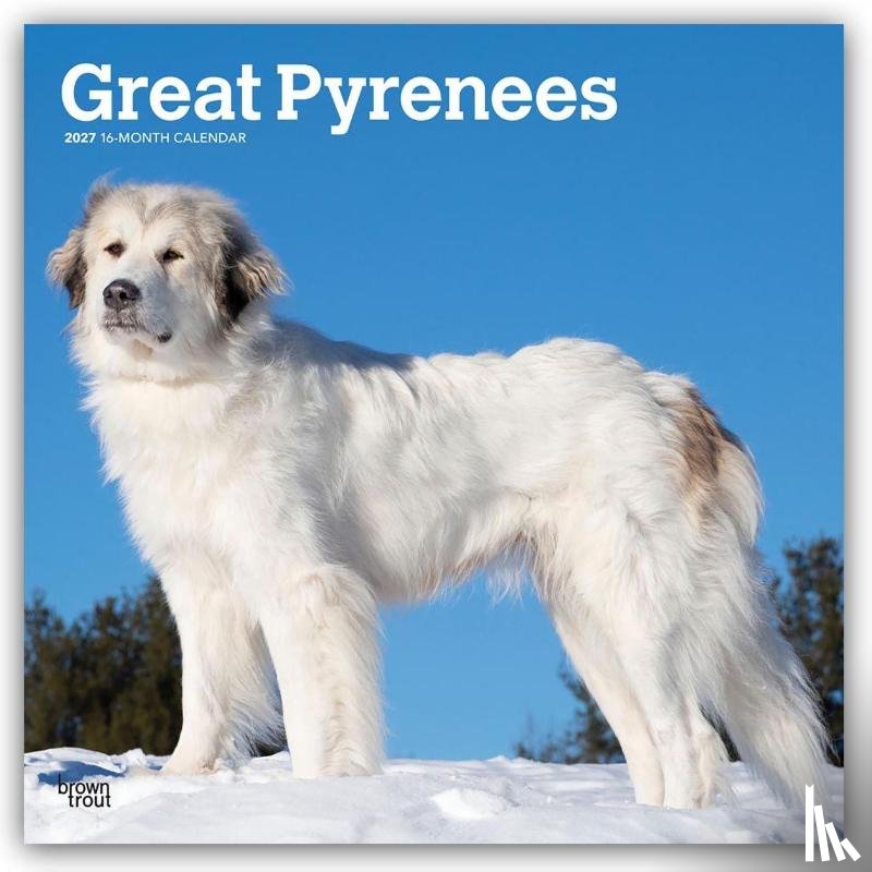 Browntrout - Great Pyrenees 2027 12 X 24 Inch (Hanging) Monthly Square Wall Calendar Plastic-Free