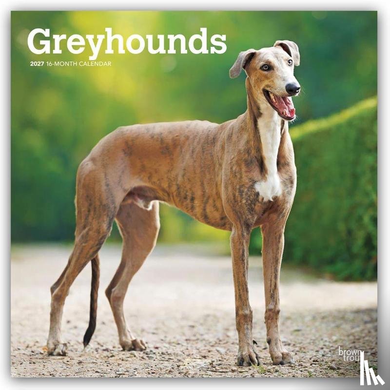 BrownTrout - Greyhounds | 2027 12 x 24 Inch (Hanging) Monthly Square Wall Calendar | Plastic-Free | BrownTrout | Animals Dog Breeds
