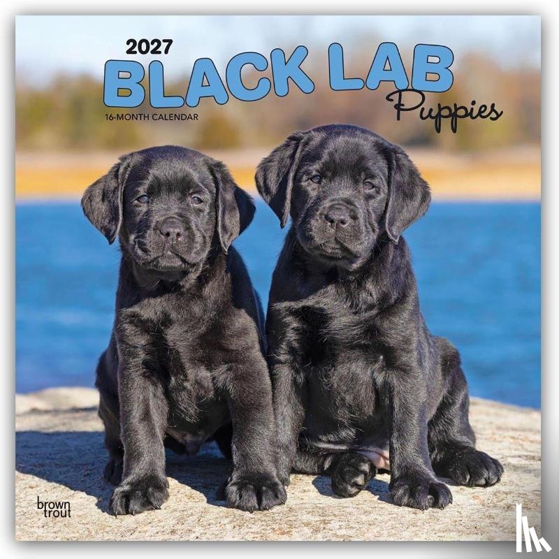 Browntrout - Black Labrador Retriever Puppies 2027 12 X 24 Inch (Hanging) Monthly Square Wall Calendar Plastic-Free
