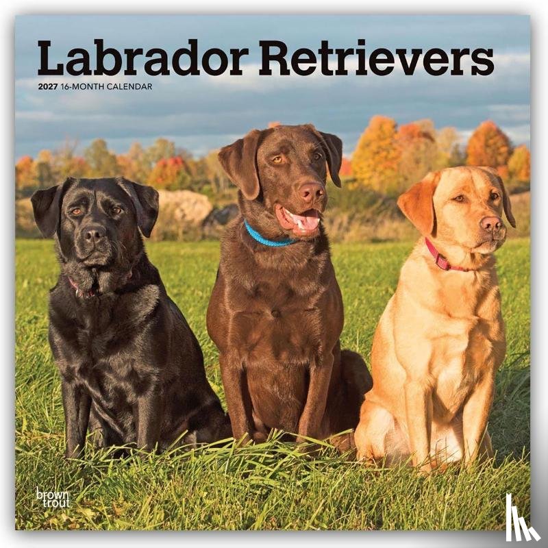 Browntrout - Labrador Retrievers 2027 12 X 24 Inch (Hanging) Monthly Square Wall Calendar Plastic-Free