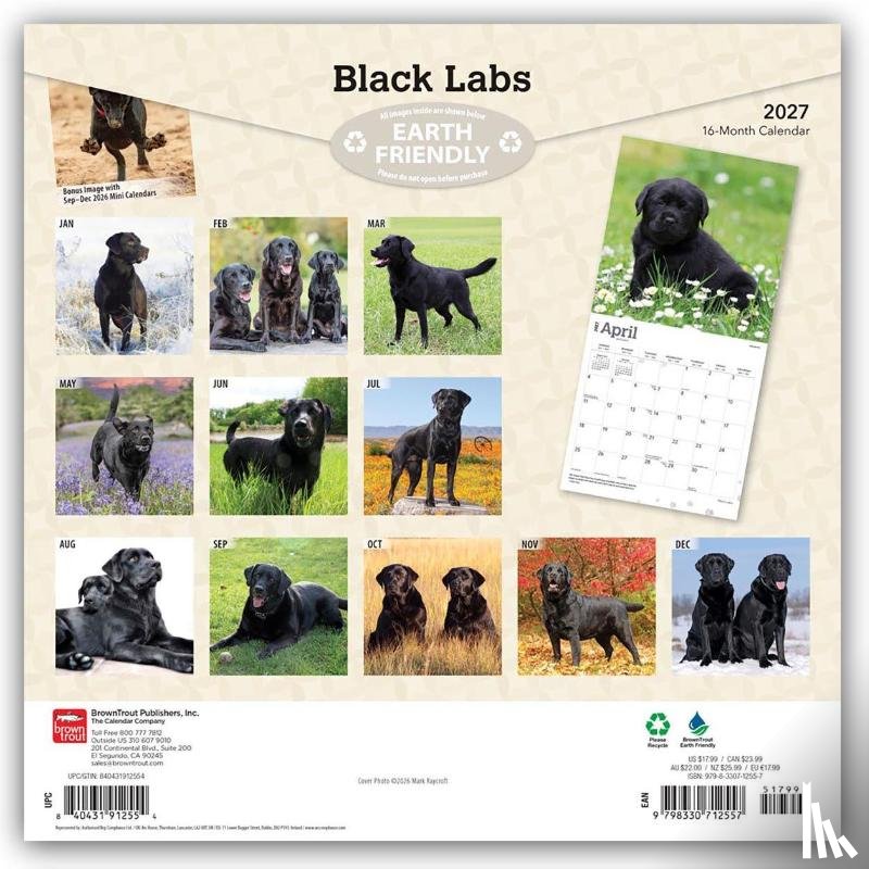 BrownTrout - Black Labrador Retrievers | 2027 12 x 24 Inch (Hanging) Monthly Square Wall Calendar | Plastic-Free | BrownTrout | Animals Dog Breeds