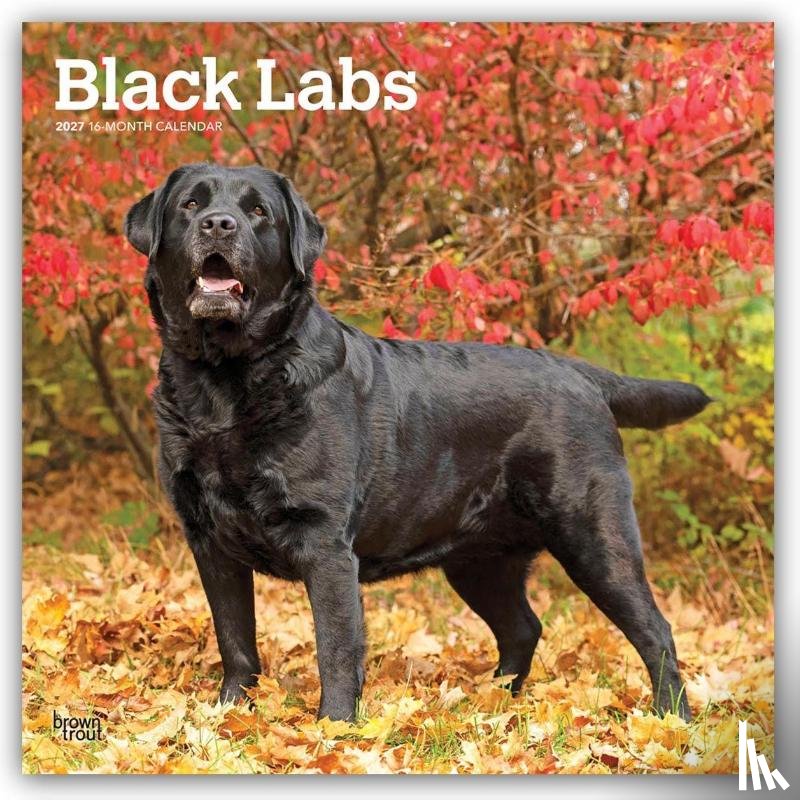 BrownTrout - Black Labrador Retrievers | 2027 12 x 24 Inch (Hanging) Monthly Square Wall Calendar | Plastic-Free | BrownTrout | Animals Dog Breeds