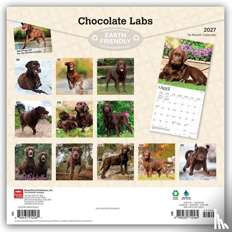BrownTrout - Chocolate Labrador Retrievers | 2027 12 x 24 Inch (Hanging) Monthly Square Wall Calendar | Plastic-Free | BrownTrout | Animals Dog Breeds