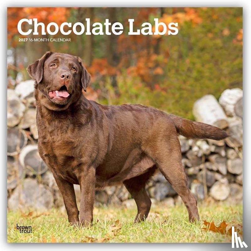 BrownTrout - Chocolate Labrador Retrievers | 2027 12 x 24 Inch (Hanging) Monthly Square Wall Calendar | Plastic-Free | BrownTrout | Animals Dog Breeds
