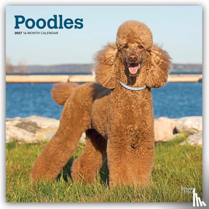 BrownTrout - Poodles | 2027 12 x 24 Inch (Hanging) Monthly Square Wall Calendar | Plastic-Free | BrownTrout | Animals Dog Breeds