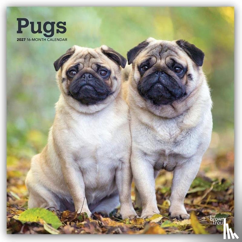 Browntrout - Pugs 2027 12 X 24 Inch (Hanging) Monthly Square Wall Calendar Plastic-Free