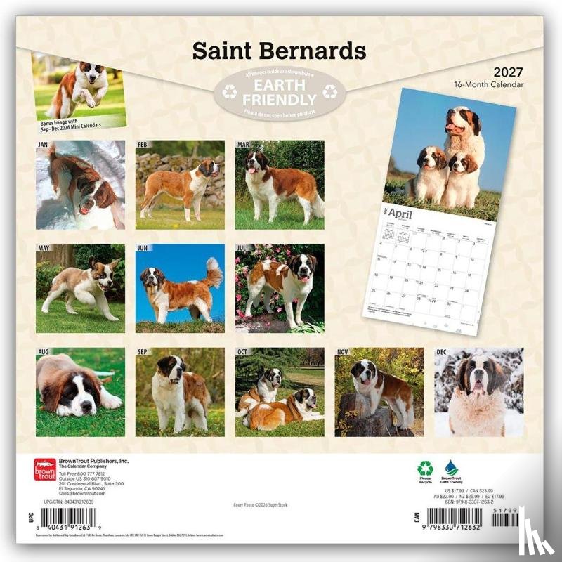 BrownTrout - Saint Bernards | 2027 12 x 24 Inch (Hanging) Monthly Square Wall Calendar | Plastic-Free | BrownTrout | Animals Dog Breeds