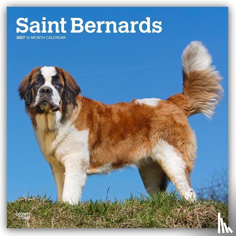 BrownTrout - Saint Bernards | 2027 12 x 24 Inch (Hanging) Monthly Square Wall Calendar | Plastic-Free | BrownTrout | Animals Dog Breeds