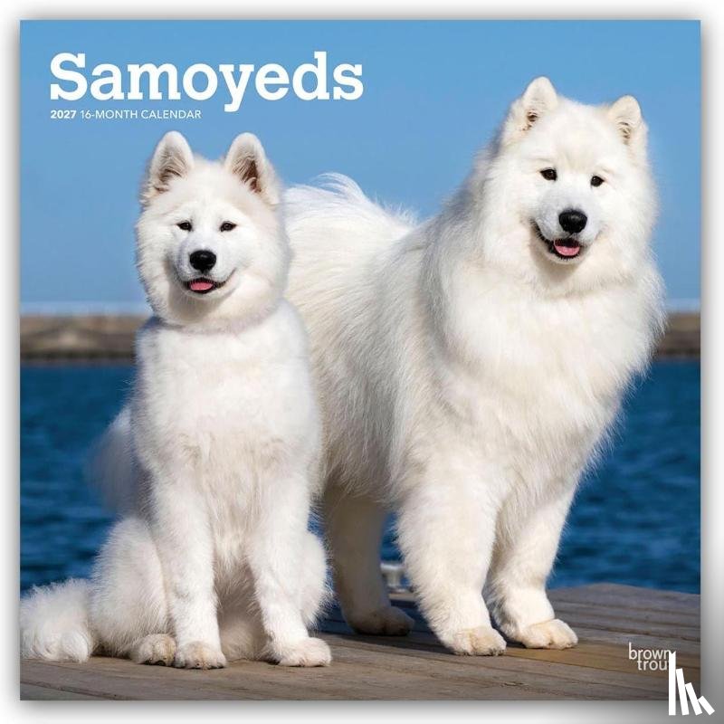 BrownTrout - Samoyeds | 2027 12 x 24 Inch (Hanging) Monthly Square Wall Calendar | Plastic-Free | BrownTrout | Animals Dog Breeds