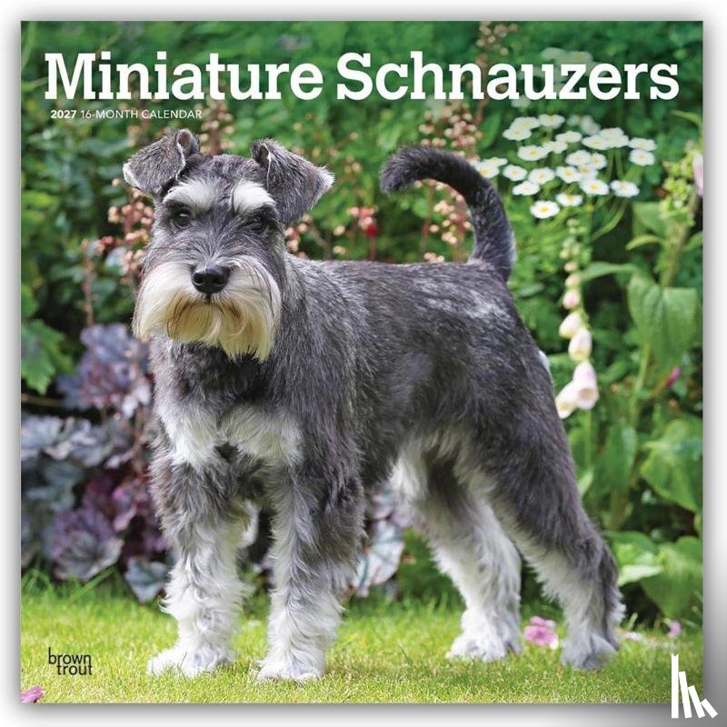 BrownTrout - Miniature Schnauzers | 2027 12 x 24 Inch (Hanging) Monthly Square Wall Calendar | Plastic-Free | BrownTrout | Animals Small Dog Breeds