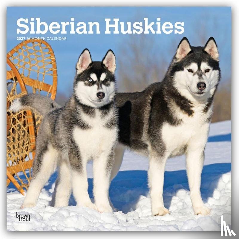 Browntrout - Siberian Huskies 2027 12 X 24 Inch (Hanging) Monthly Square Wall Calendar Plastic-Free