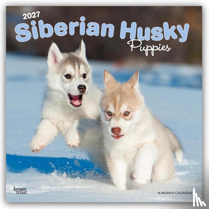 BrownTrout - Siberian Husky Puppies | 2027 12 x 24 Inch (Hanging) Monthly Square Wall Calendar | Plastic-Free | BrownTrout | Animal Dog Breeds