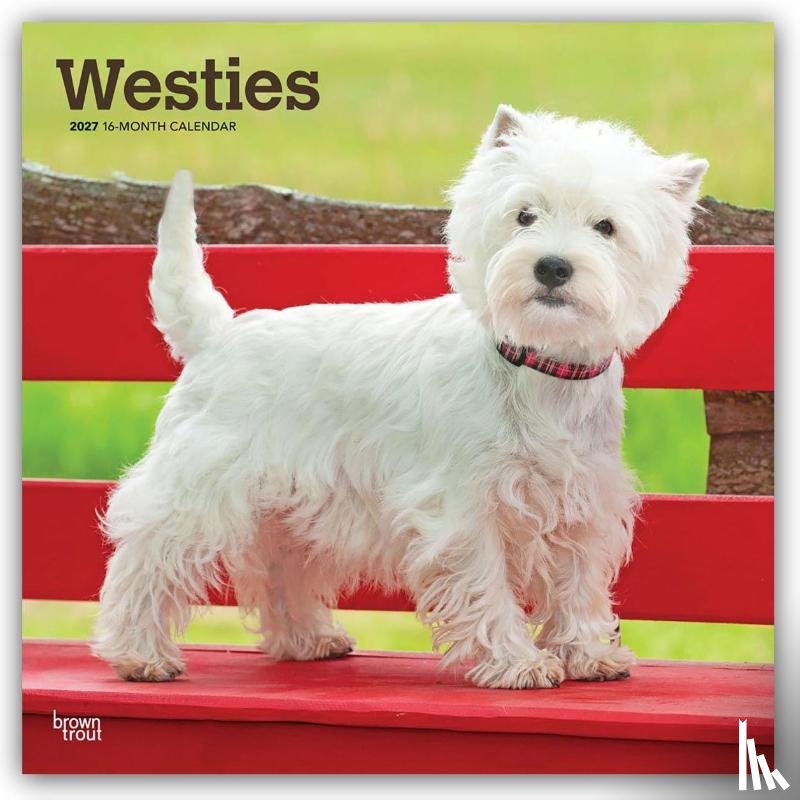 Browntrout - West Highland White Terriers 2027 12 X 24 Inch (Hanging) Monthly Square Wall Calendar Plastic-Free