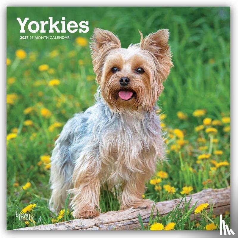 Browntrout - Yorkshire Terriers 2027 12 X 24 Inch (Hanging) Monthly Square Wall Calendar Plastic-Free