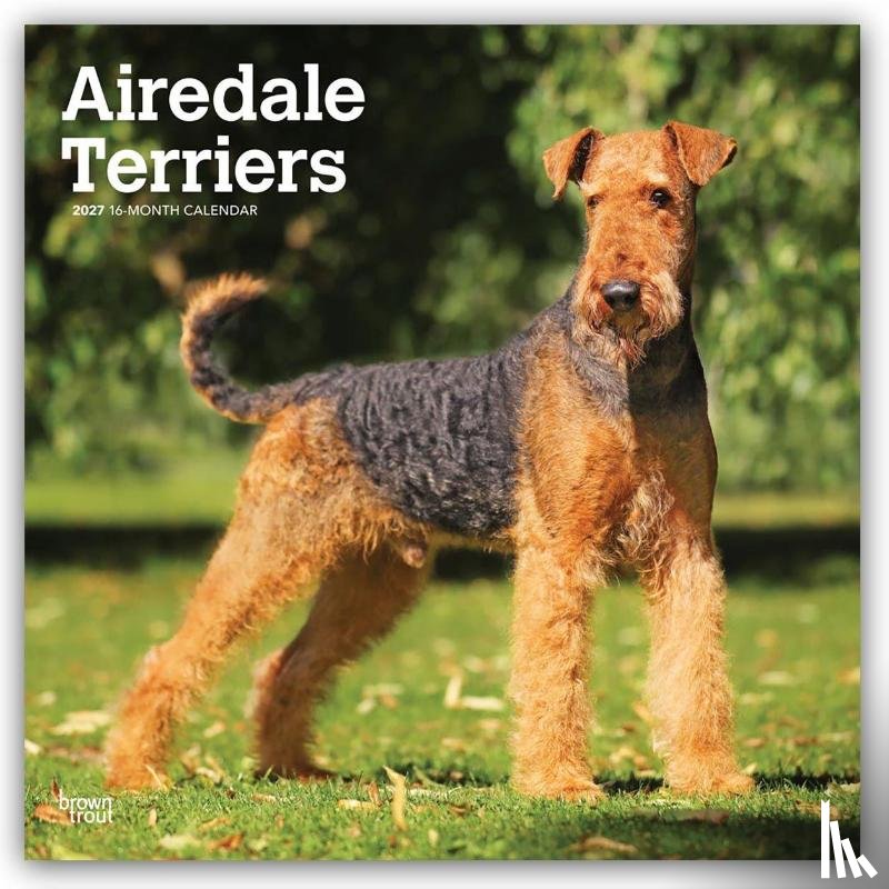 Browntrout - Airedale Terriers 2027 12 X 24 Inch (Hanging) Monthly Square Wall Calendar Plastic-Free
