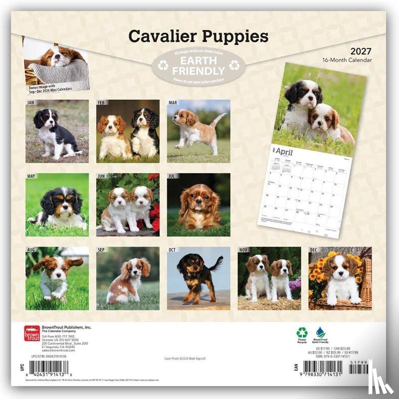 BrownTrout - Cavalier King Charles Spaniel Puppies | 2027 12 x 24 Inch (Hanging) Monthly Square Wall Calendar | Plastic-Free | BrownTrout | Animals Dog Breeds Puppy