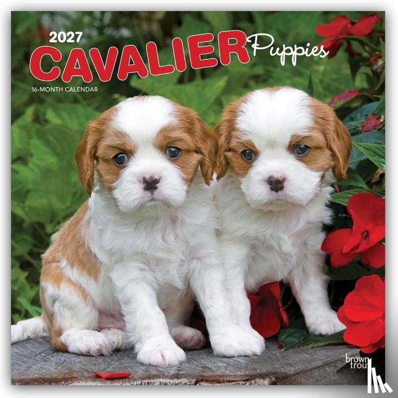 BrownTrout - Cavalier King Charles Spaniel Puppies | 2027 12 x 24 Inch (Hanging) Monthly Square Wall Calendar | Plastic-Free | BrownTrout | Animals Dog Breeds Puppy