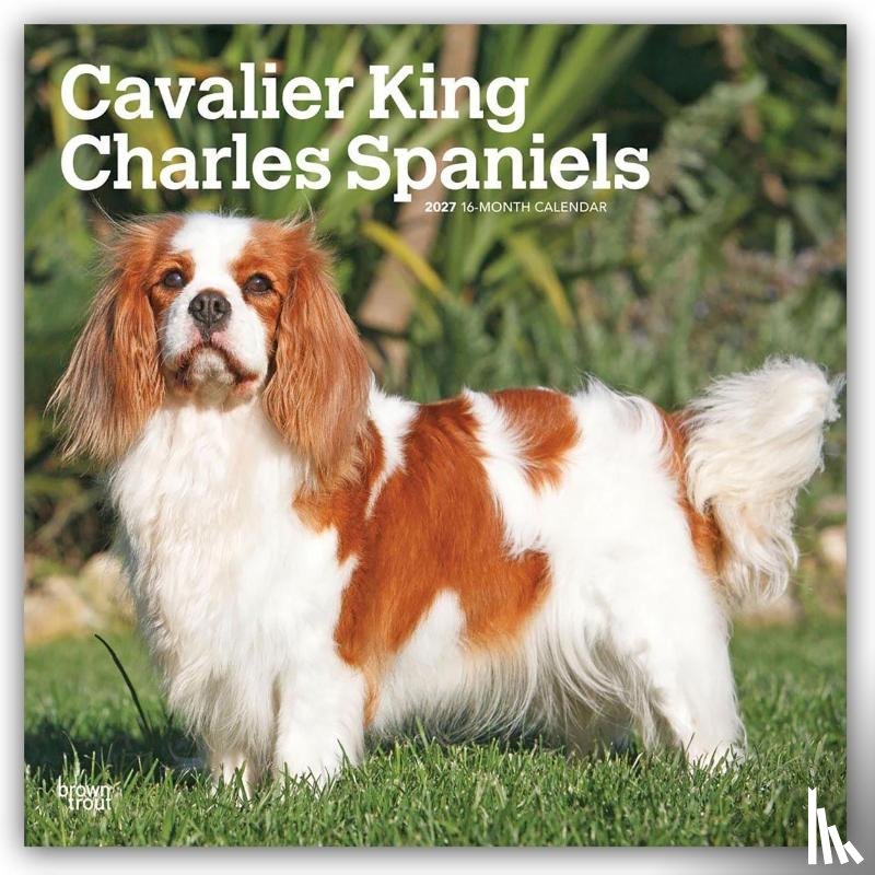 Browntrout - Cavalier King Charles Spaniels 2027 12 X 24 Inch (Hanging) Monthly Square Wall Calendar Plastic-Free
