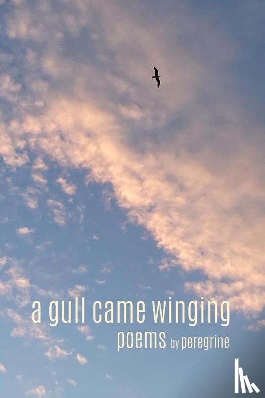Peregrine - A gull came winging