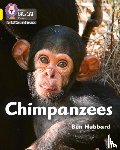 Ben Hubbard - Chimpanzees