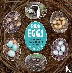 Peck, Mark - Bird Eggs