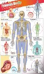 DK - DKfindout! Human Body Poster