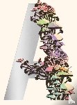 VanderMeer, Jeff - Ambergris