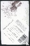 Danielewski, Mark Z. - The Familiar, Volume 2