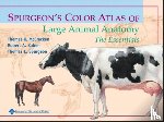 McCracken, Thomas O., Kainer, Robert A., Spurgeon, Thomas L. - Spurgeon's Color Atlas of Large Animal Anatomy