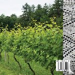 Martin, John T - Wool and Wine