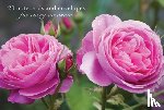 Peony Press - Card Box of 20 Notecards and Envelopes: Pink Rose