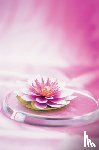 Peony Press - Memo Block Waterlily