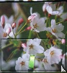 Peony Press - Memo Block Cherry Blossom
