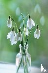 Peony Press - Memo Block Snowdrop