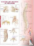  - Anatomy and Injuries of the Spine Anatomical Chart