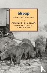 Gilfillan, Archer B. - Sheep